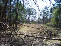 Milton Sayre Cemetery, Mason County, West Virginia