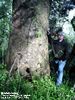 Joel and the monster tree at Welsh Cemetery, April 2004